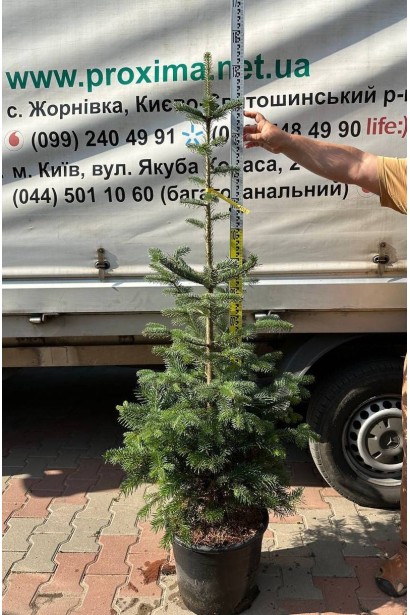 Пихта кавказская / нордмана / Abies Nordmanniana 35л/выс.140-160см/Ø60-70см/9лет