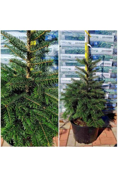 Abies Nordmanniana 100-120см в контейнере