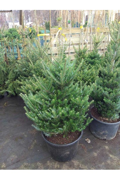 Пихта кавказская / нордмана / Abies Nordmanniana В контейнере 35л/высота 100-120см/Ø60-70см/8лет