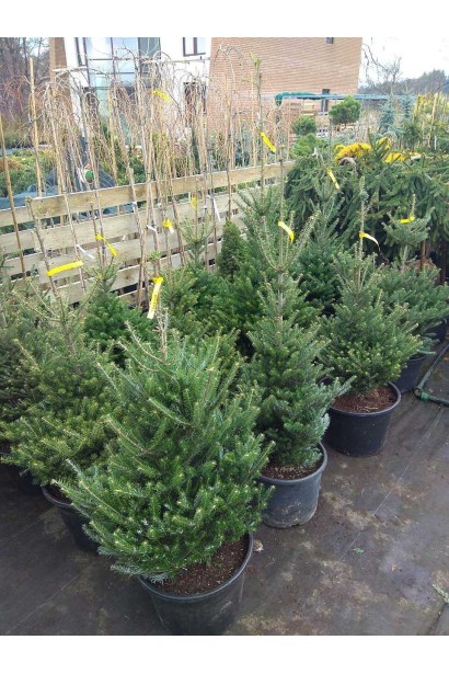 Пихта кавказская в контейнере 35л/высота 100-120 см/Ø60-70 см/8 лет