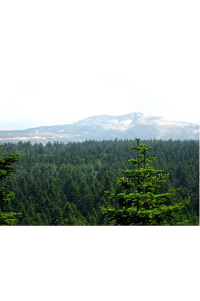 Природный ареал пихты кавказской