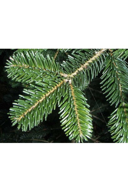 Густая щетинистая жесткая хвоя пихты Нордмана