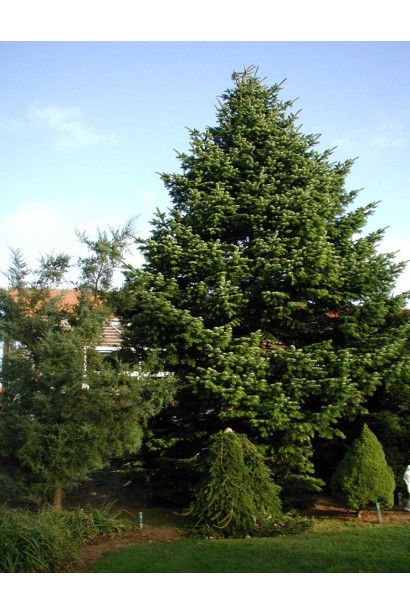 Использование пихты кавказской в ​​ландшафте