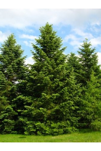 Нордманская пихта