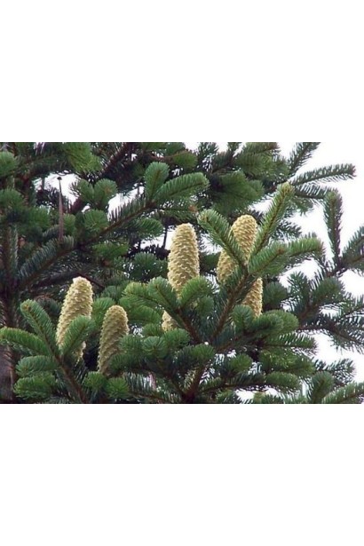 Шишки пихты кавказской цилиндрической формы