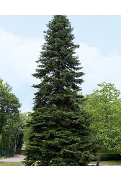 Пихта Нордмана