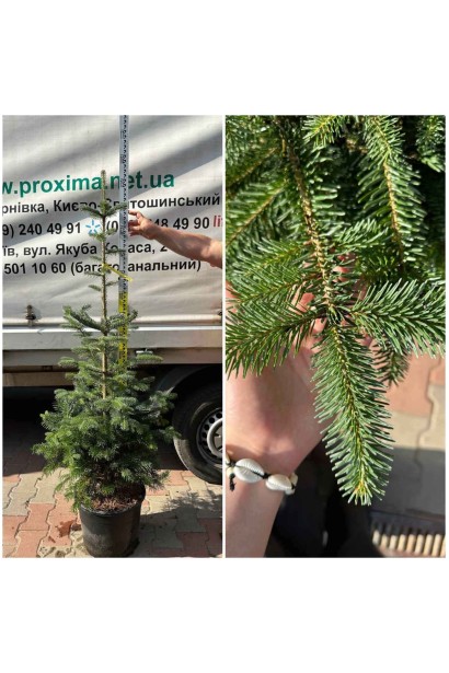 Пихта кавказская в горшке 35л/выс.140-160см/Ø60-70см/9р