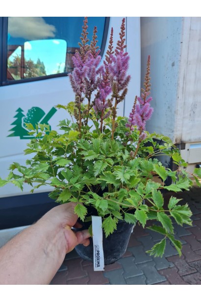 Астильба китайська в горщику 3 л