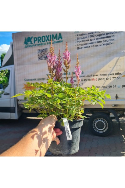 Астильба китайська саджанець в контейнері 3 л