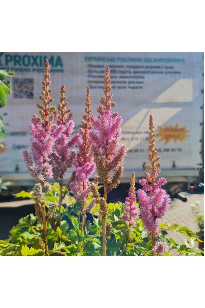 Астильба китайська бузкові квіти