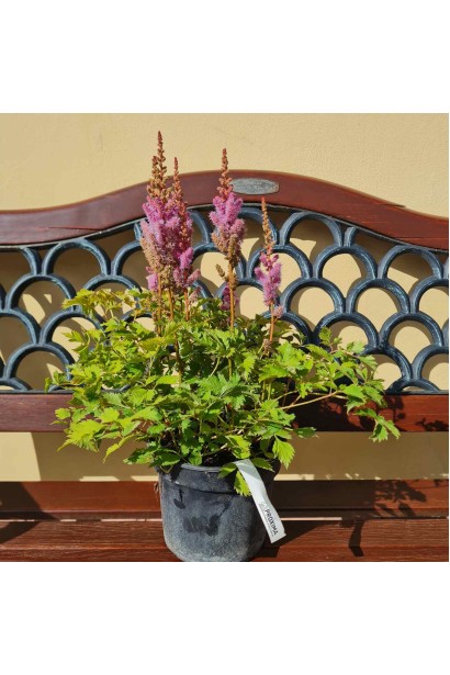 Астильба китайська квітучий саджанець в горщику 5 л