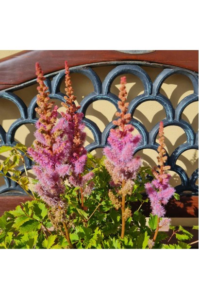 Яскраві лілові суцвіття астильби китайської