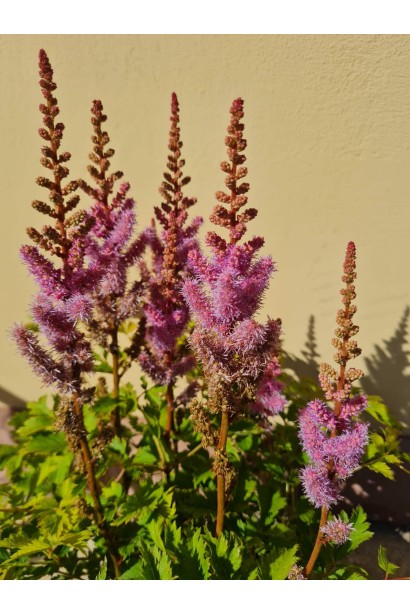 Фіолетова астильба