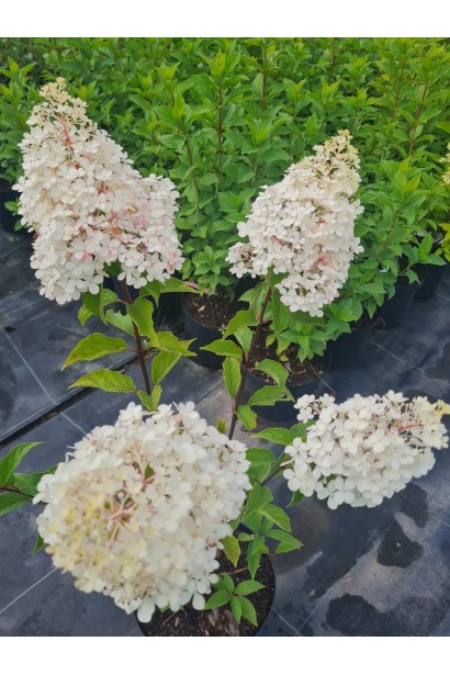 Гортензія Сандей Фрейз 3-5л/вис.40-60см/Ø20-30см/3р   