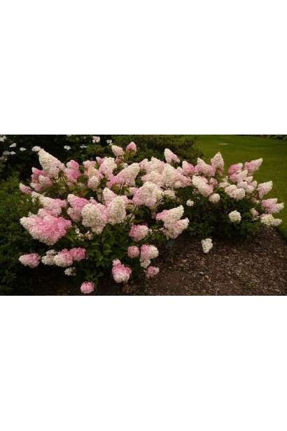 Hydrangea paniculata Rensun