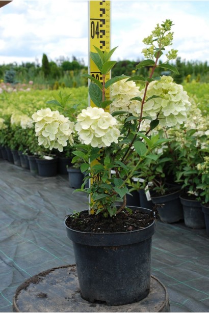 Гортензія Сандей Фрейз 3л/вис.30-40см/Ø20-30см/3р  