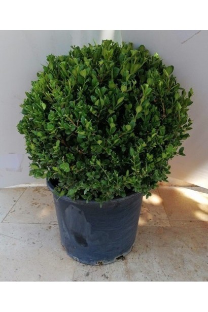 Buxus microphylla Faulkner – густий зелений чагарник