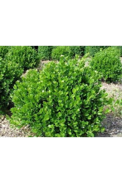 Самшит дрібнолистий Фолкнер – компактний кущ