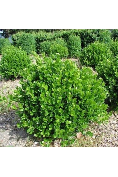 Самшит Фолкнер – щільна крона для дизайну