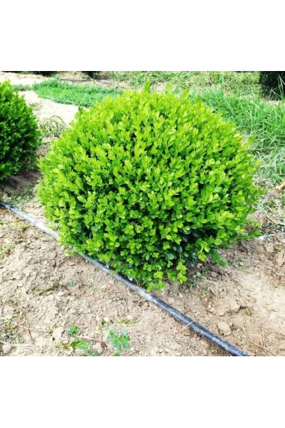 Самшит Фолкнер