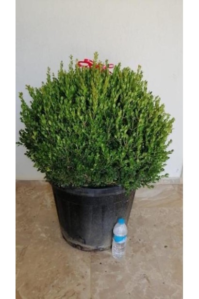 Buxus microphilla Faulkner