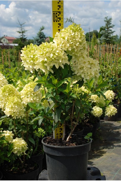 Гортензия метельчатая Скайфолл контейнер 3л высота 40-50 см