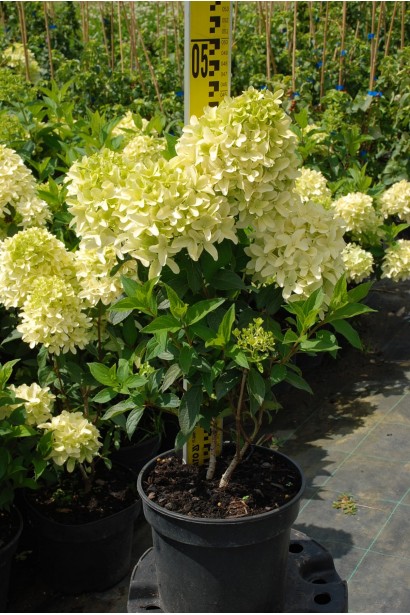 Гортензия гиацинтовая Скайфолл цветущий саженец в горшке 3 л