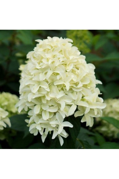 Белые пирамидальные соцветия Гортензии Скайфолл