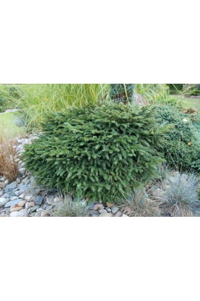 Ель сербская Карел в ландшафте