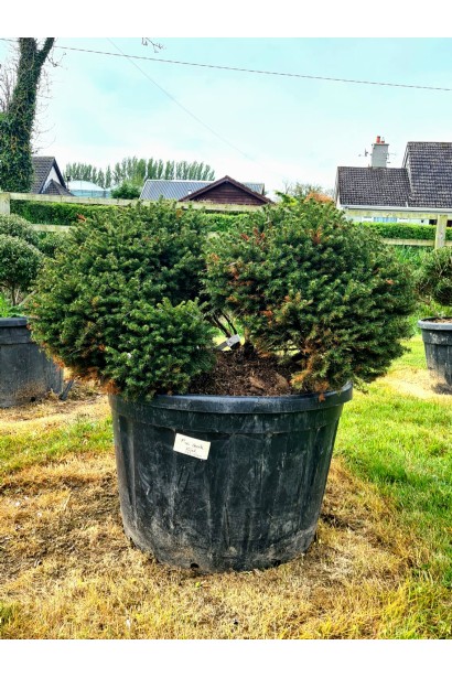 Ель карликовая Карел