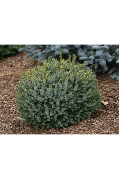 Ель сербская Карел