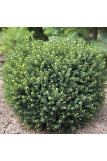 Темно-зеленая хвоя с синим отливом Ели Карел