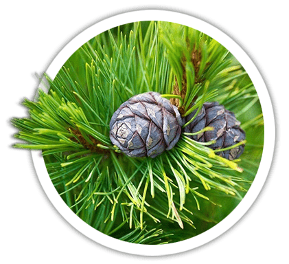 Кедр європейський / Pinus cembra