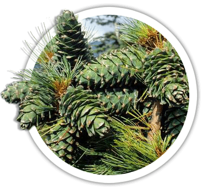 Кедр корейський / Pinus koraiensis