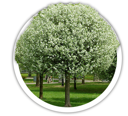 Вишня Prunus cerasus