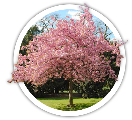 Черемха Prunus virginiana