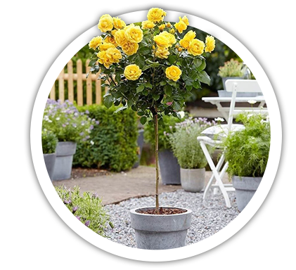 Троянди на штамбі