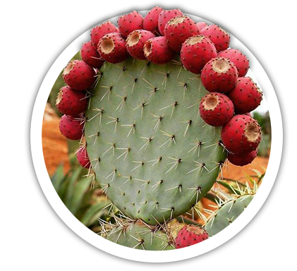 mammillaria ernestii Mammillaria backebergiana subsp. ernestii main image 1