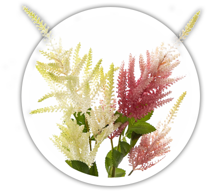 Астильба японська / Astilbe japonica
