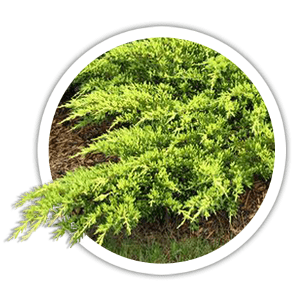Можжевельник Juniperus