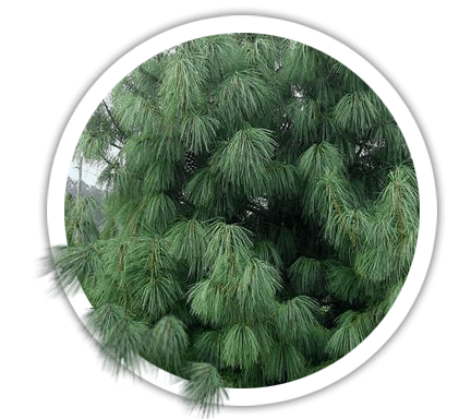 Сосна гімалайська / Pinus wallichiana / griffithii