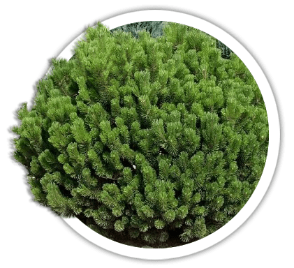 Сосна горная / Pinus mugo