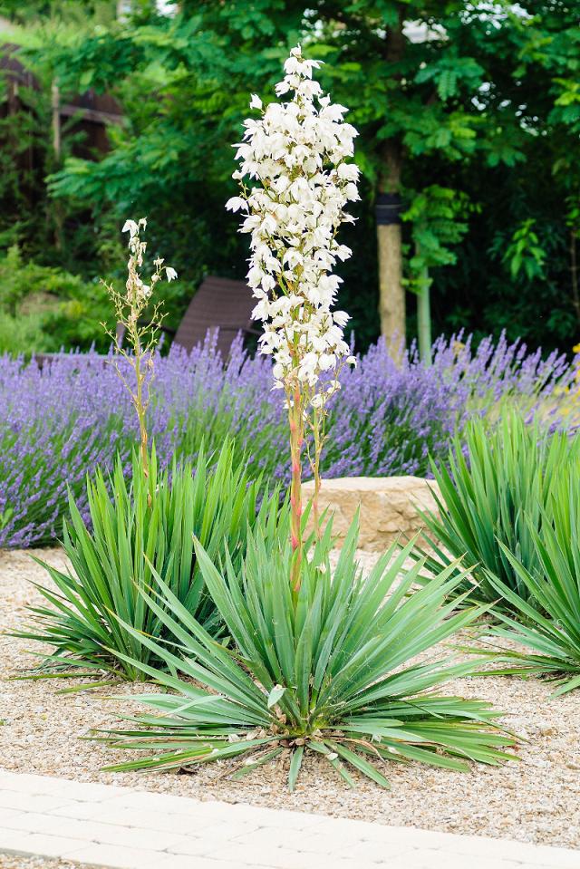 Юкка нитчатая, Yucca filamentosa ціна, купити Київ, фото, догляд