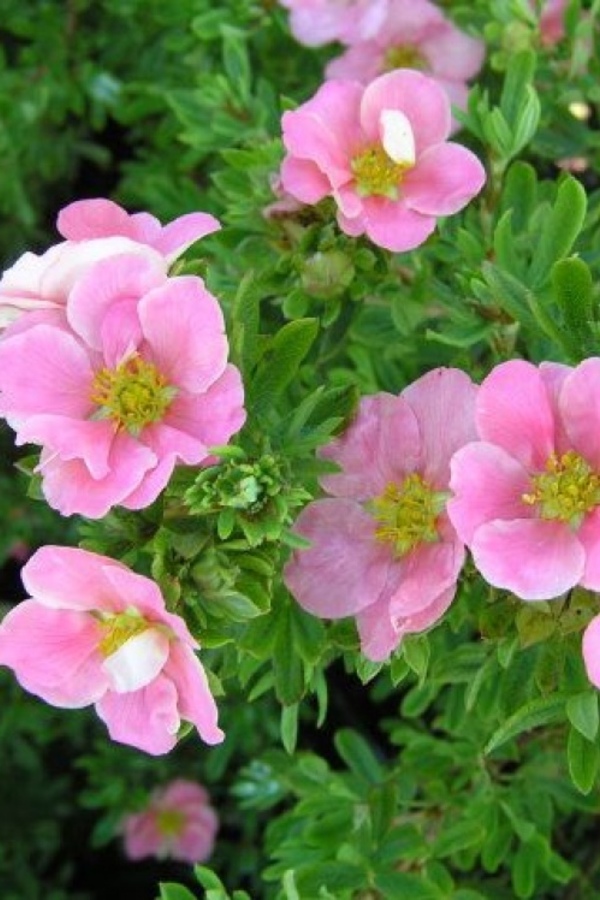 417★Heart羊pink モルタル雑貨　（お任せ植物付き） Перстач чагарниковий Лавлі Пінк / Пінк Б'юті (рожева), Potentilla