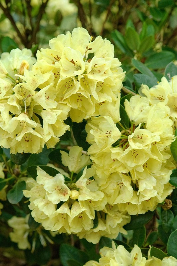 (), Rhododendron Goldkrone ,  ,  , , , .