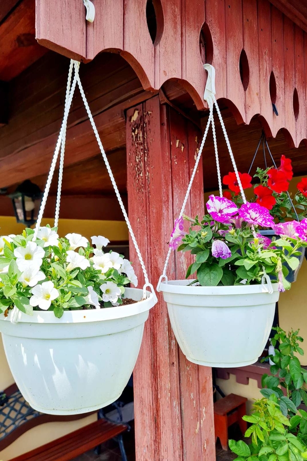 Сурфінія (Сульфінія), Petunia × hybrida — каскадна петунія для
