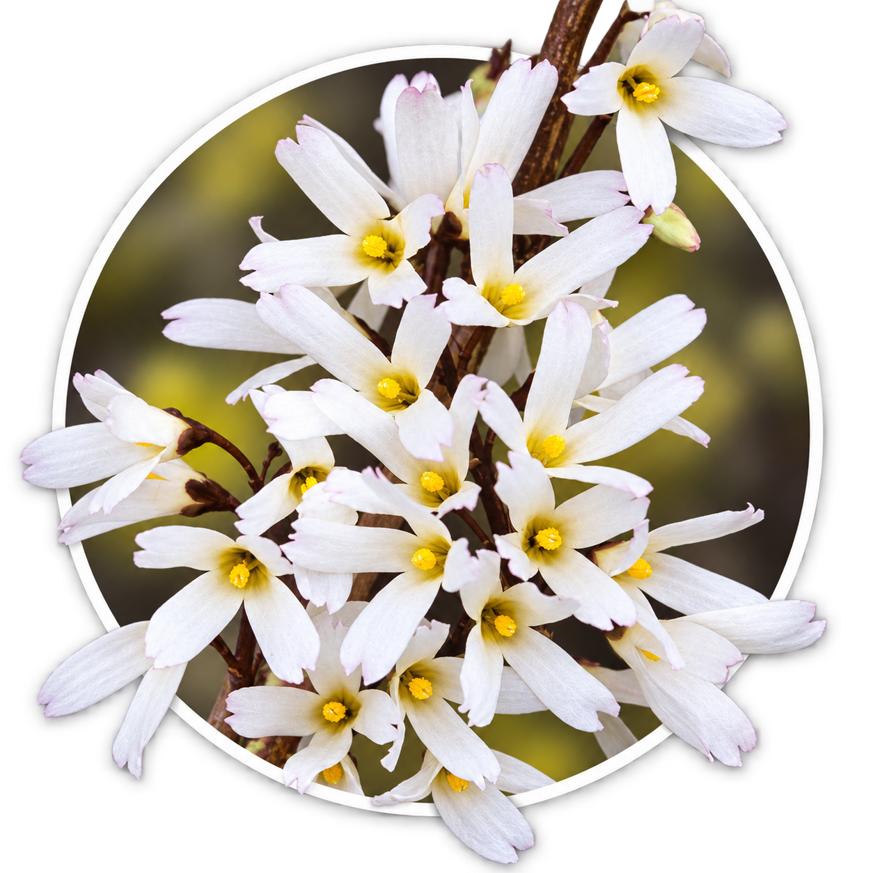 Абелиолистник/Abeliophyllum distichum
