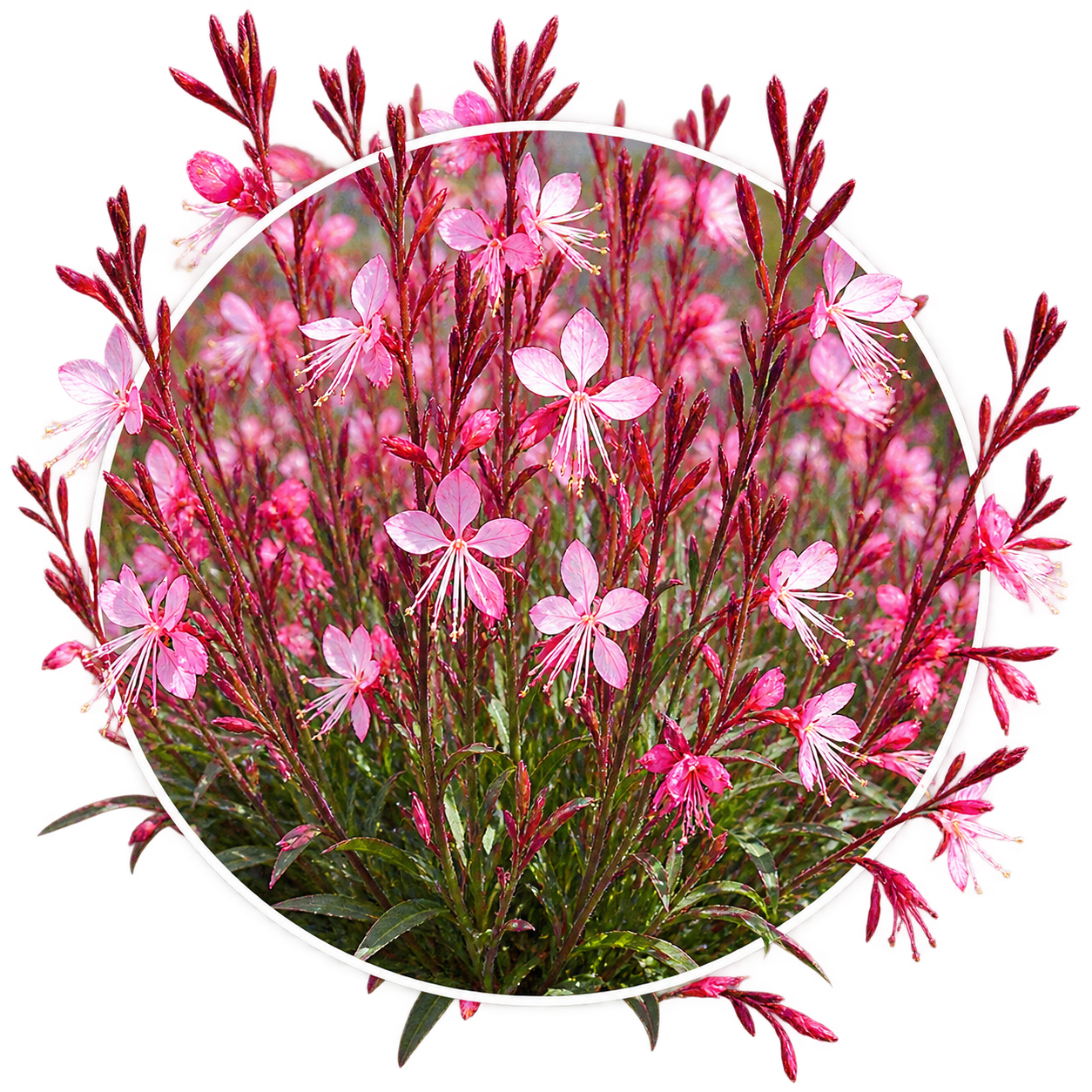Гаура/Gaura