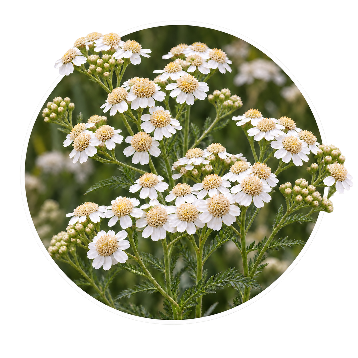 Тысячелистник/Achillea