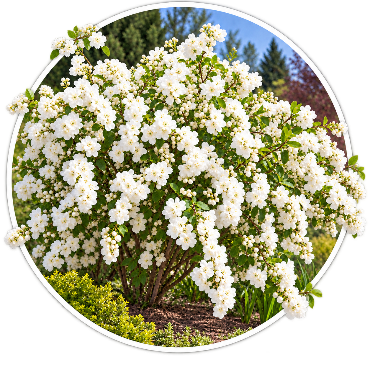 Екзохорда китицеподібна/Exochorda racemosa